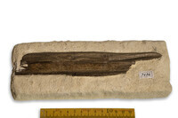 F 07434
<br/>
<br/>
<em></em>